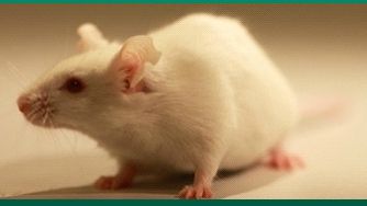Laboratory animals used in 2023