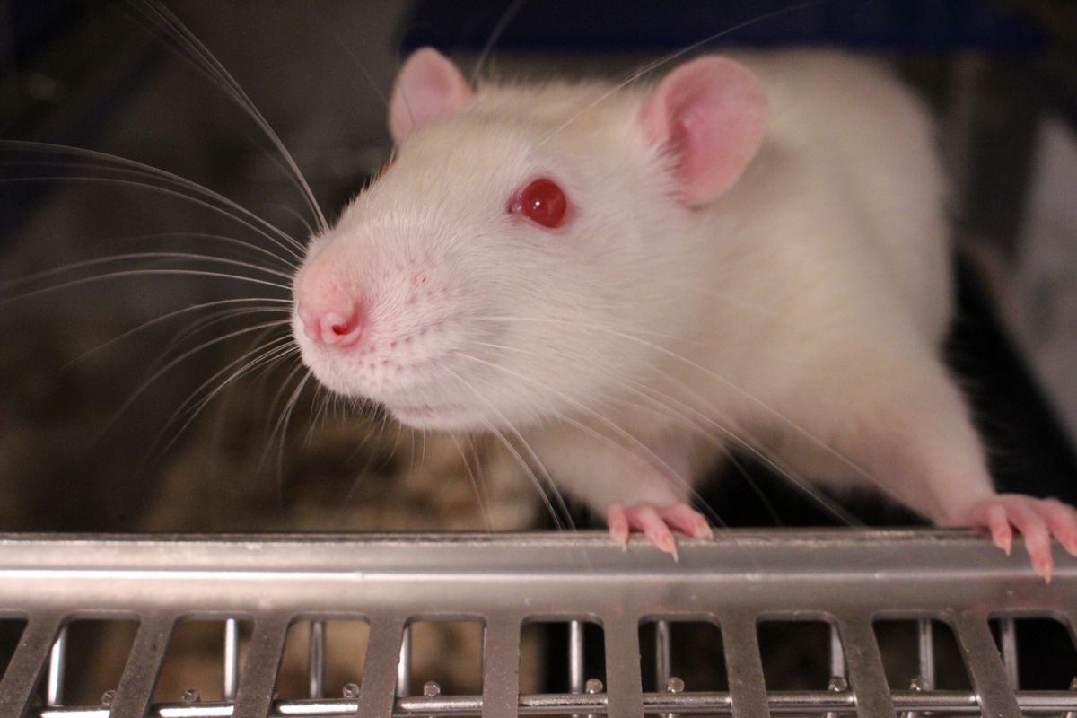 Laboratory Animals 2018